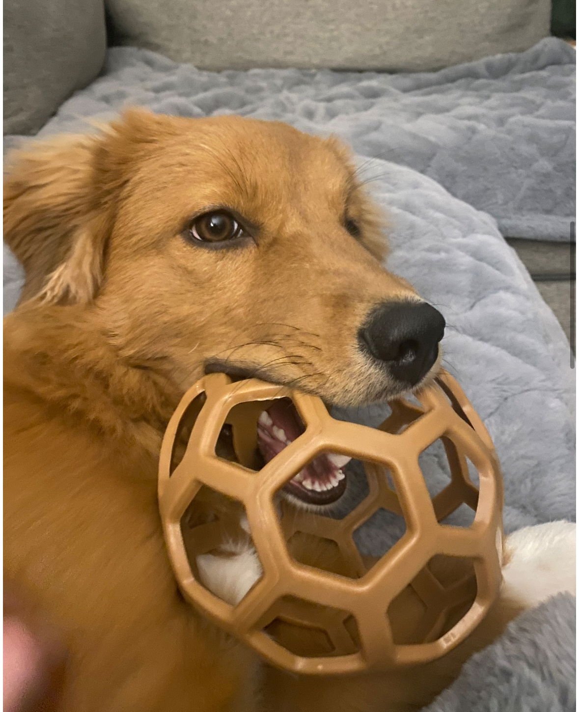 Trixie - ADOPTION IN PROCESS - Photo 3