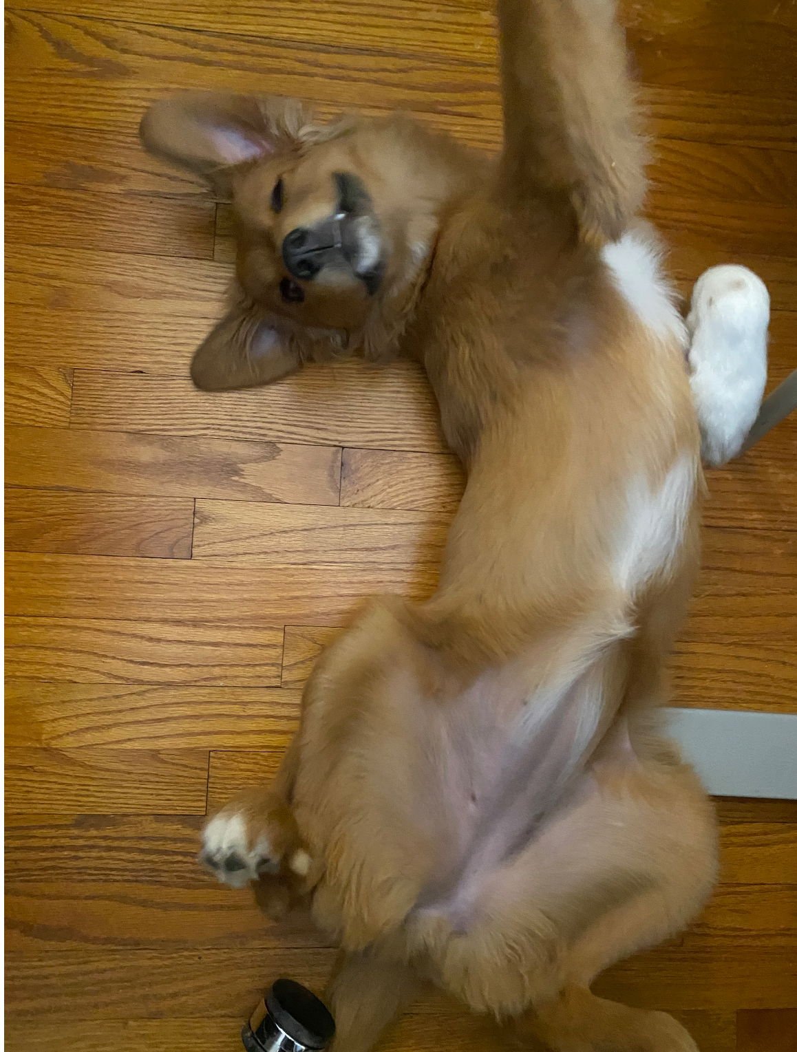 Trixie - ADOPTION IN PROCESS - Photo 4