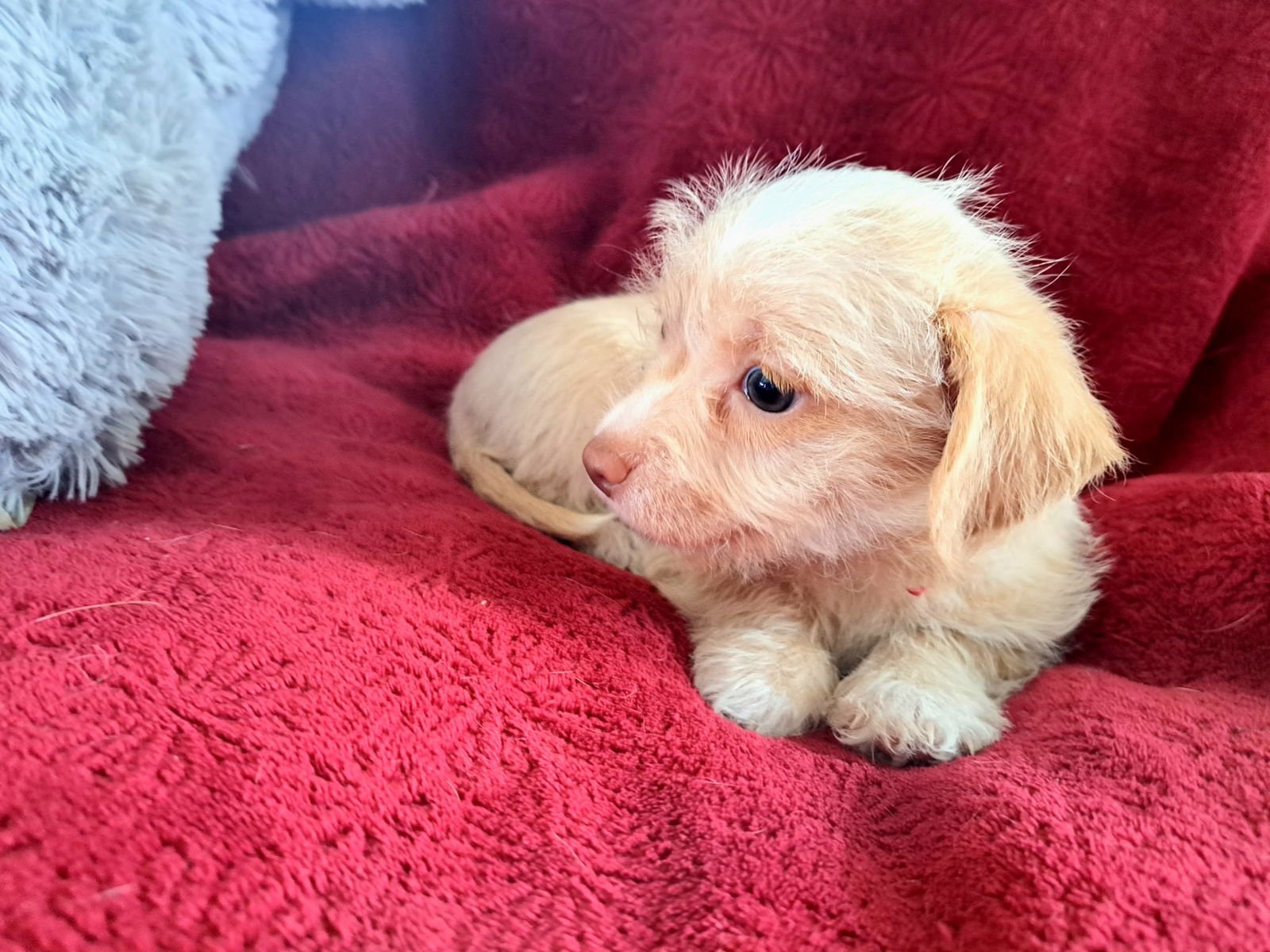 SAGE - ADOPTION IN PROCESS - Terrier / Yorkshire Terrier Yorkie available for adoption