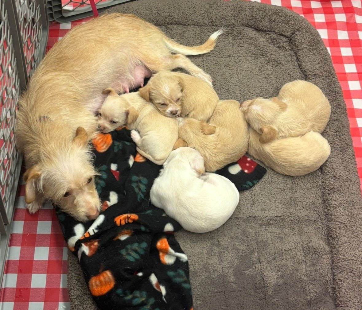 Sage - ADOPTION IN PROCESS - Photo 4