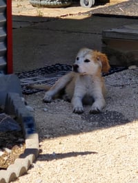 Tessie - ADOPTION IN PROCESS - Photo 1