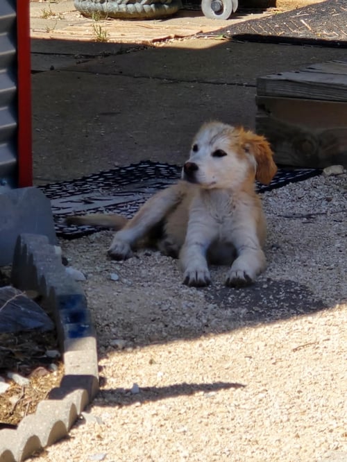 TESSIE - ADOPTION IN PROCESS - Labrador Retriever available for adoption