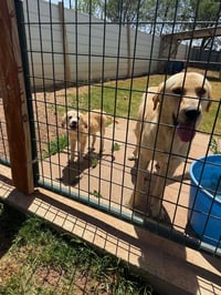 Tessie - ADOPTION IN PROCESS - Photo 2
