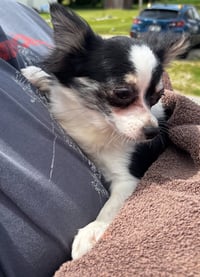 Sarah - ADOPTION IN PROCESS - Photo 1