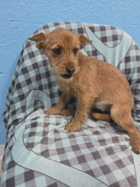 FOSTER ME - KELLY - Yorkshire Terrier Yorkie / Chihuahua for adoption in Milwaukee