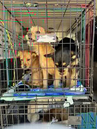 FOSTER ME - Kelly - Photo 3