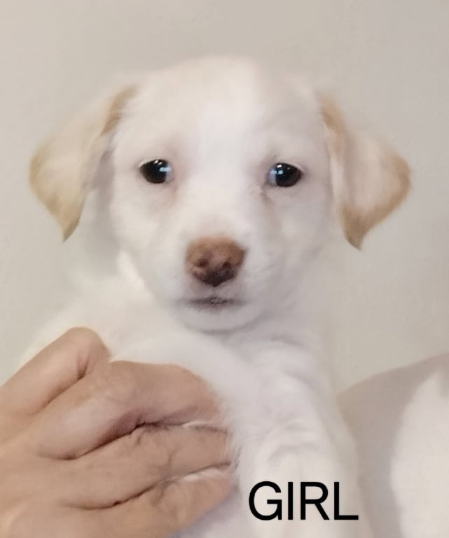 SPONSOR OR FOSTER ME - Dali Image