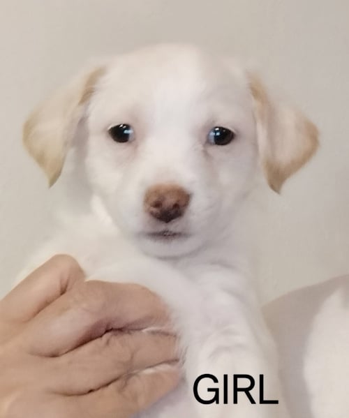 SPONSOR OR FOSTER ME - DALI - Chihuahua / Terrier available for adoption