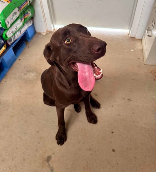 CANELA - ADOPTION IN PROCESS - Labrador Retriever available for adoption