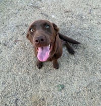Canela - Photo 1