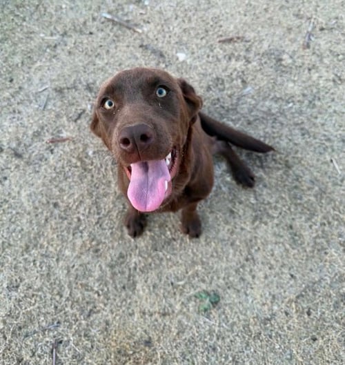 CANELA - Labrador Retriever for adoption in Milwaukee