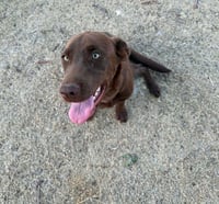 Canela - Photo 2