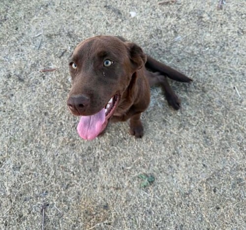 CANELA - Labrador Retriever available for adoption