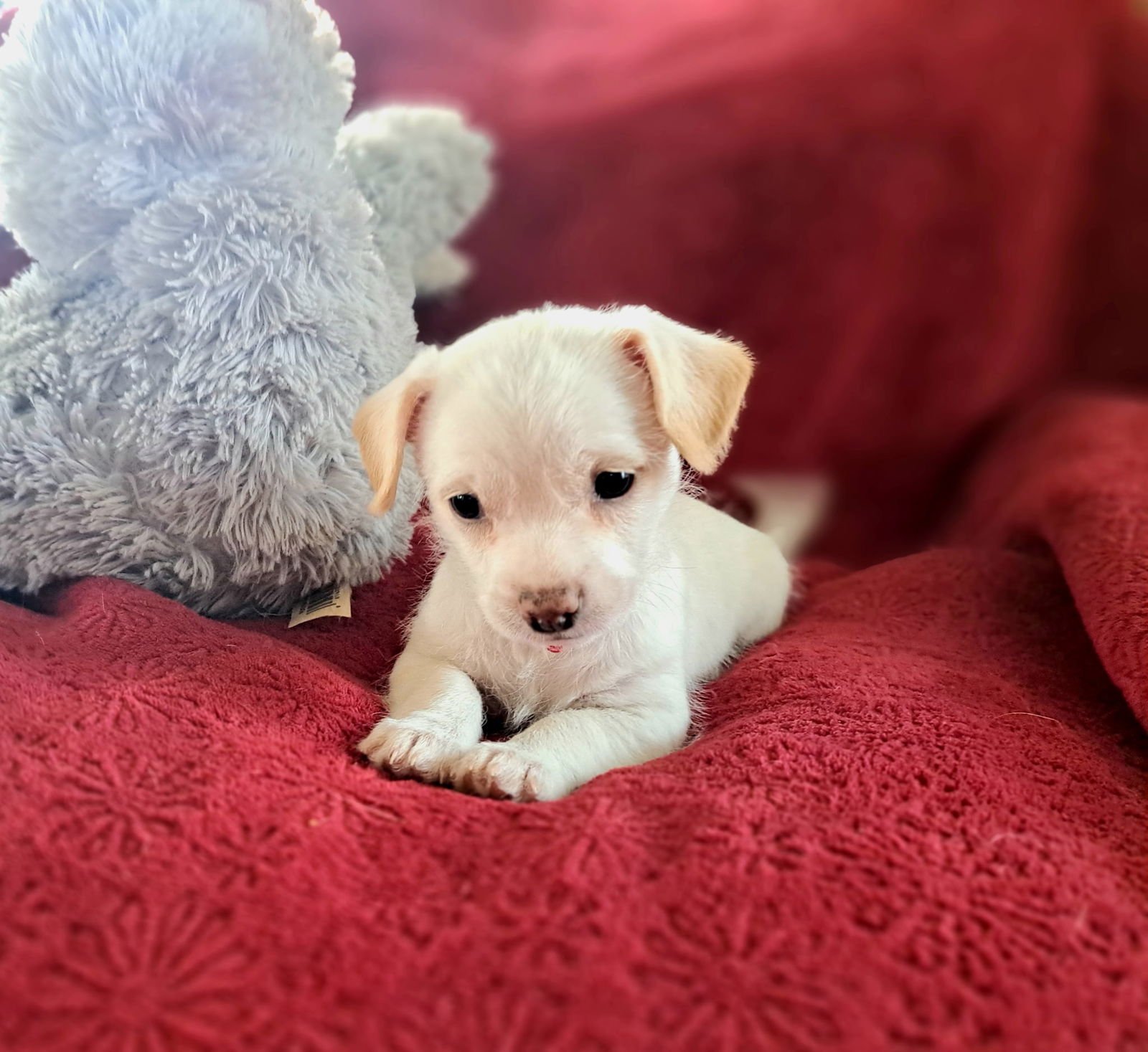 PEPPERMINT - ADOPTION IN PROCESS - Terrier / Yorkshire Terrier Yorkie available for adoption