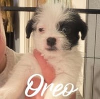 Oreo - ADOPTION IN PROCESS - Photo 1