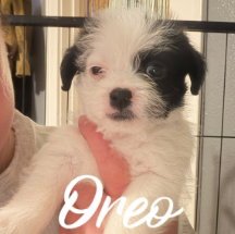 OREO - ADOPTION IN PROCESS - Boston Terrier available for adoption