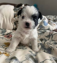 Oreo - ADOPTION IN PROCESS - Photo 2