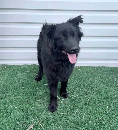 JONAH - Flat-coated Retriever / Chow Chow for adoption in Milwaukee