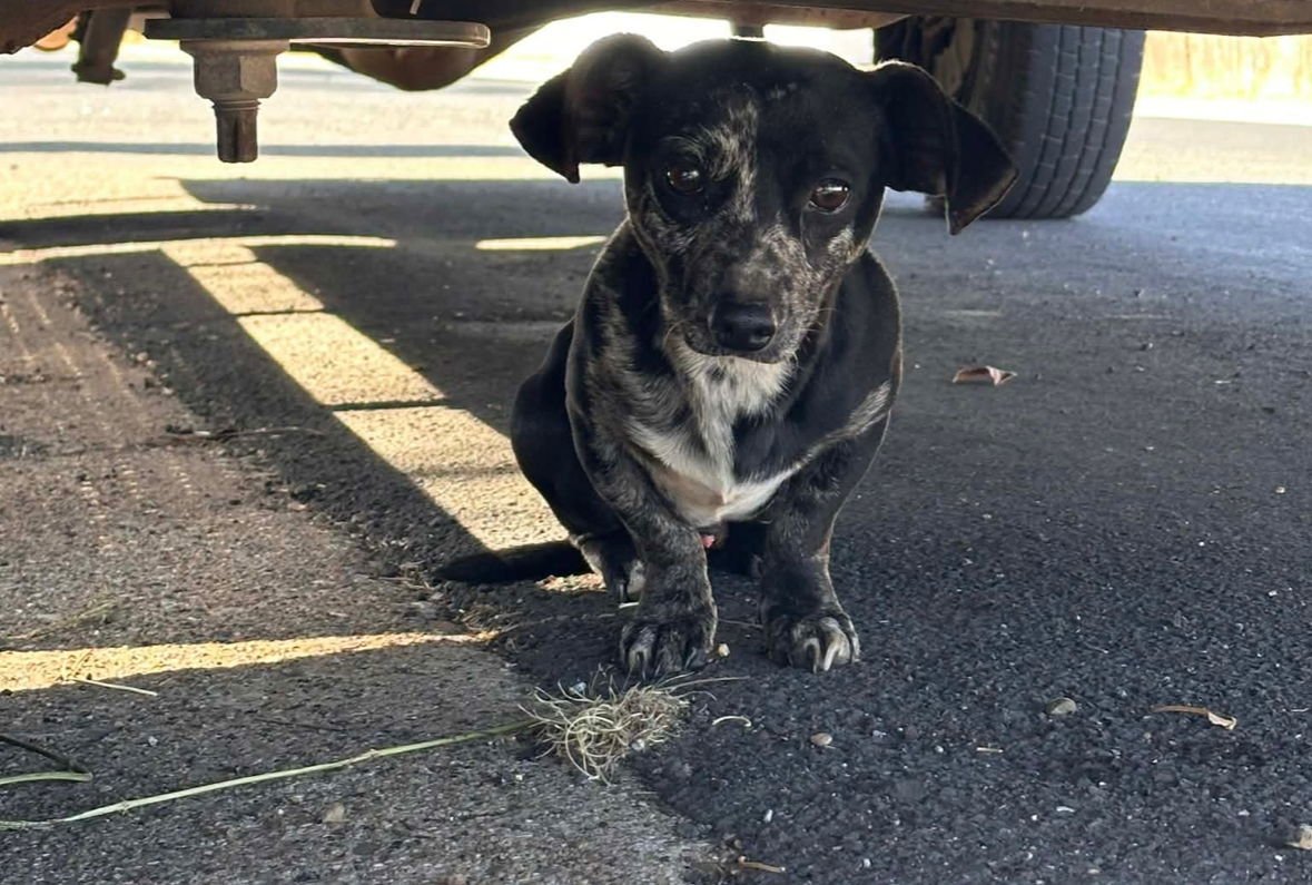 FRECKLES - ADOPTION IN PROCESS - Dachshund available for adoption
