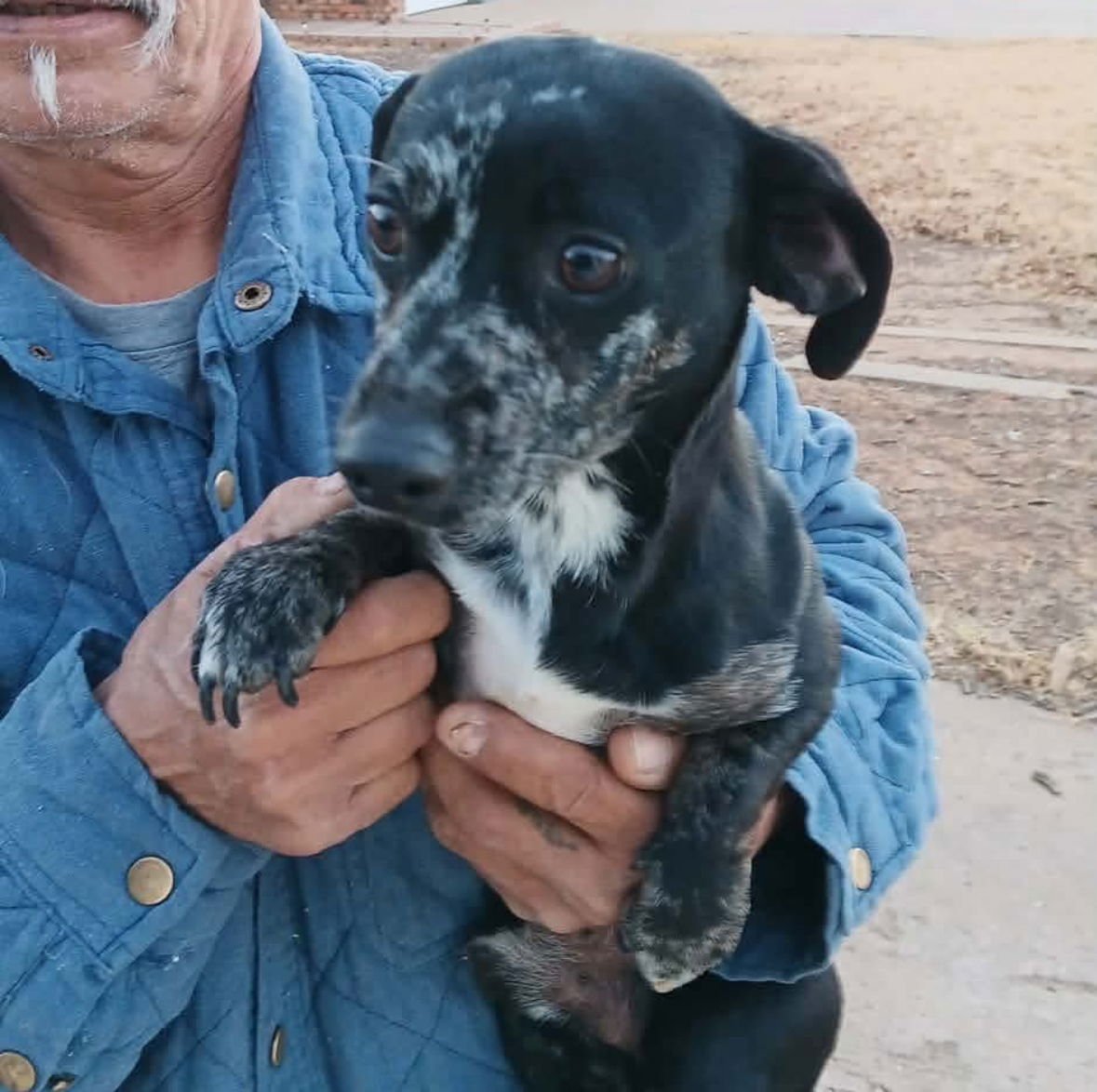 FRECKLES - ADOPTION IN PROCESS - Dachshund available for adoption