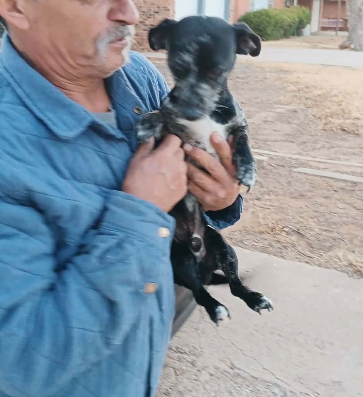 Freckles - ADOPTION IN PROCESS - Photo 4