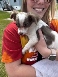 Kai - ADOPTION IN PROCESS - Photo 1