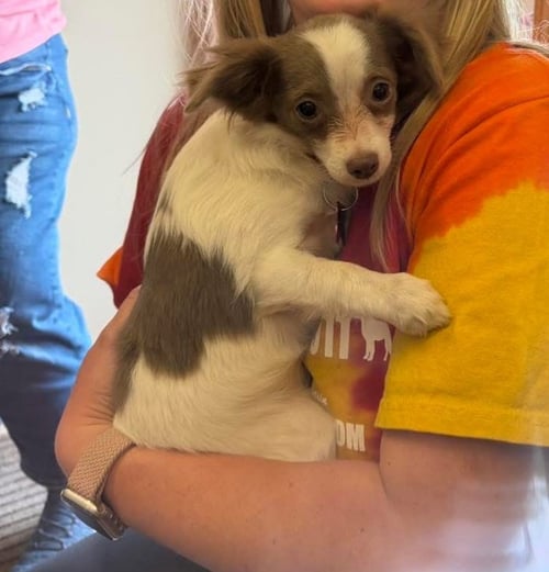 KAI - ADOPTION IN PROCESS - Chihuahua available for adoption