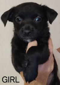 Frida - ADOPTION IN PROCESS - Photo 1