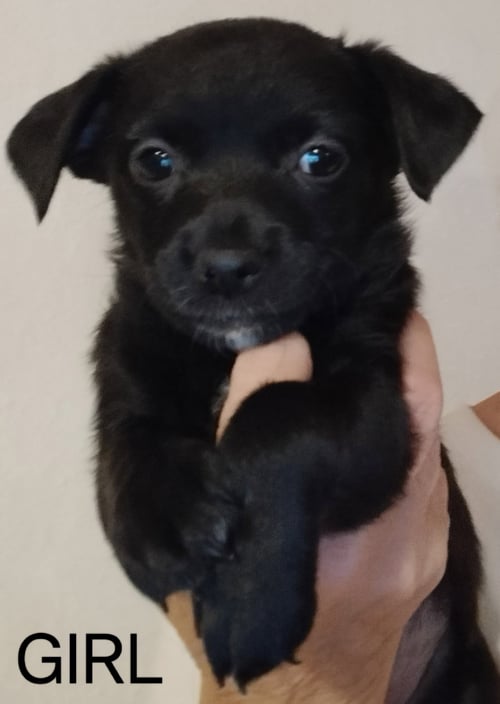 FRIDA - ADOPTION IN PROCESS - Chihuahua / Terrier available for adoption