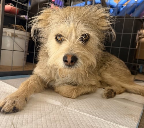 MAX - Terrier available for adoption