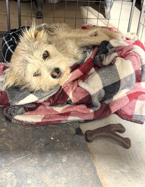 MAX - Terrier available for adoption