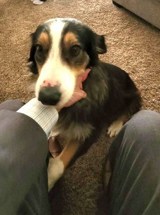 NONNIE - ADOPTION IN PROCESS - Australian Shepherd available for adoption