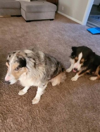NONNIE - ADOPTION IN PROCESS - Australian Shepherd available for adoption