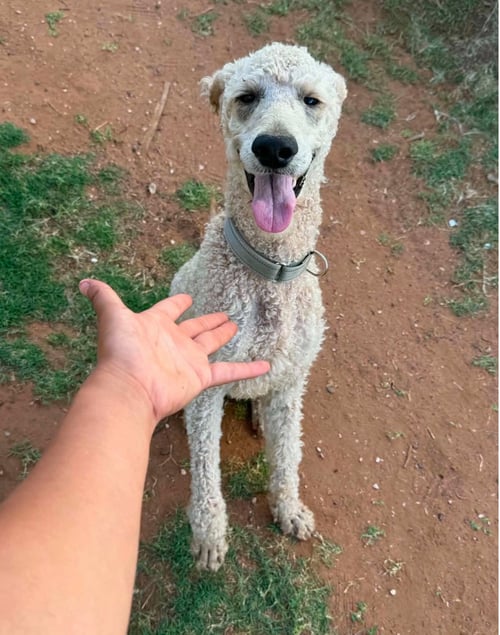 SPONSOR ME - ASTRO - Poodle (Standard) available for adoption