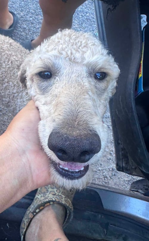 SPONSOR ME - ASTRO - Poodle (Standard) available for adoption