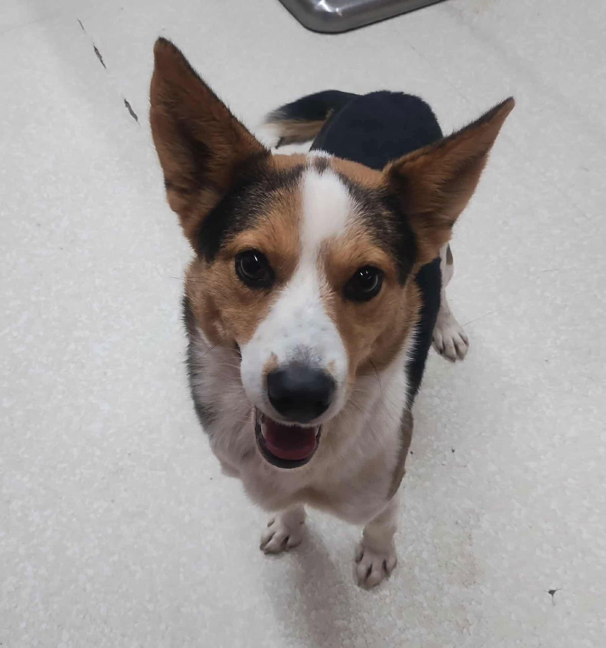 CALVIN- ADOPTION IN PROCESS - Corgi available for adoption