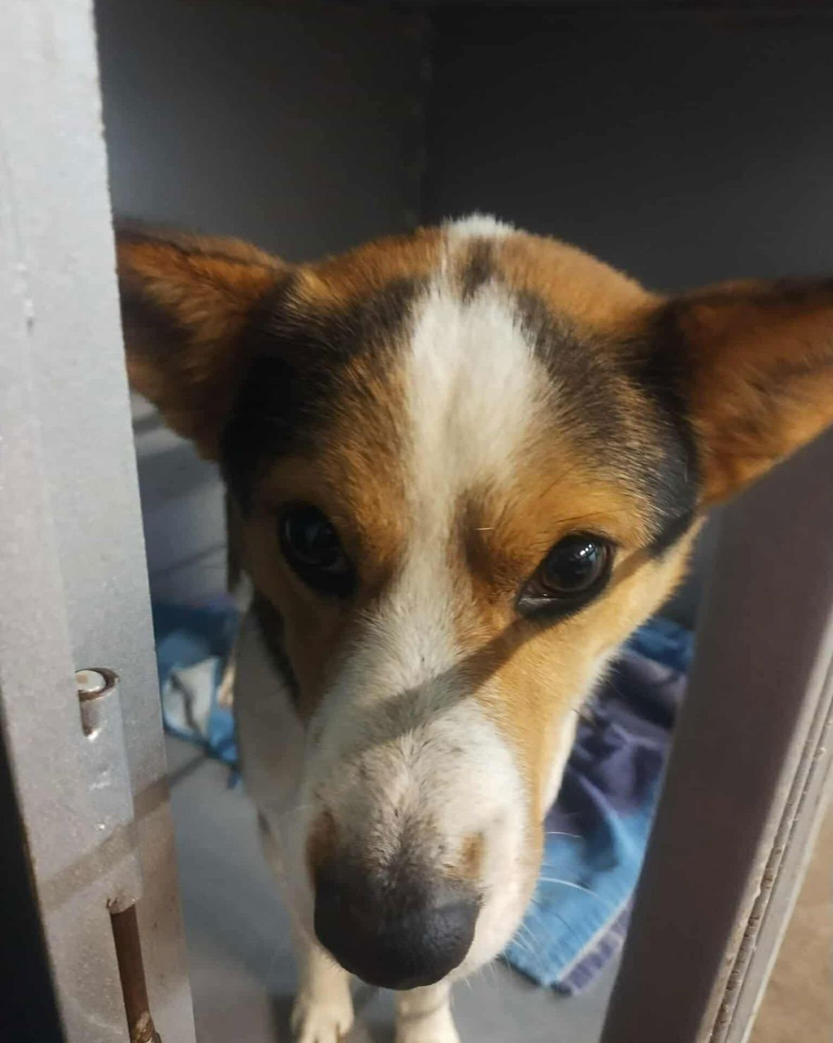 CALVIN- ADOPTION IN PROCESS - Corgi available for adoption