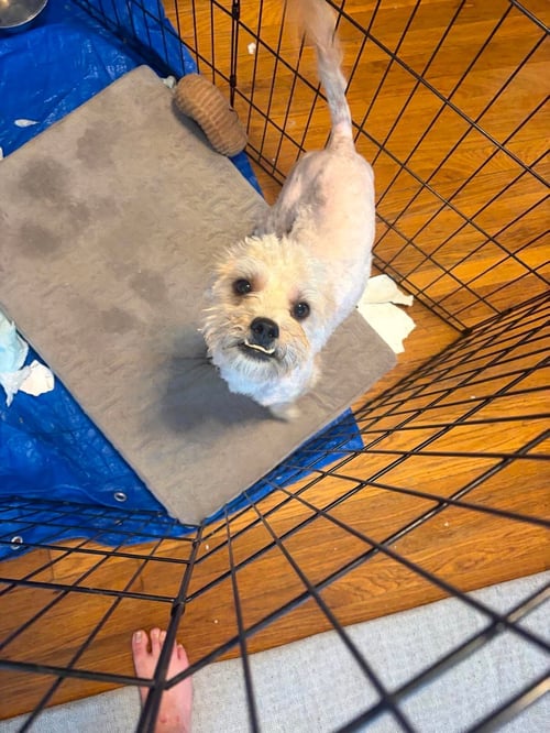 ACORN - Maltese available for adoption
