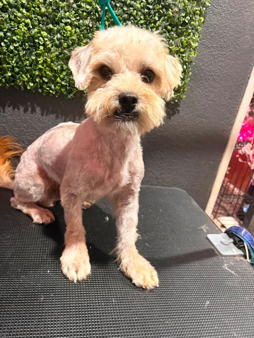 ACORN - Maltese for adoption in Milwaukee