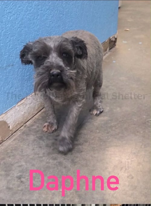 DAPHNE - ADOPTION IN PROCESS - Miniature Schnauzer for adoption in Milwaukee