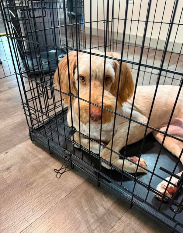 SPONSOR OR FOSTER ME - Bruce Image