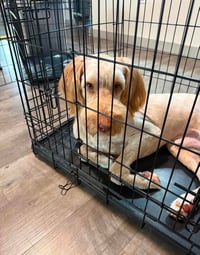 SPONSOR OR FOSTER ME - Bruce - Photo 1
