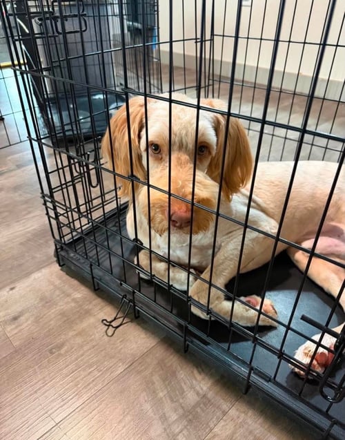 SPONSOR OR FOSTER ME - BRUCE - Poodle (Standard) available for adoption