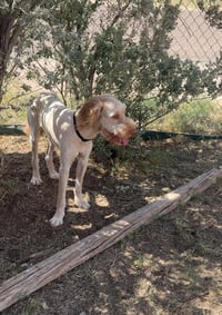 SPONSOR OR FOSTER ME - Bruce - Photo 2