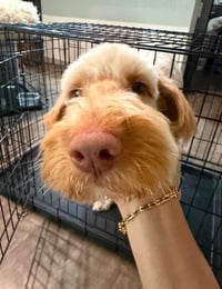 SPONSOR OR FOSTER ME - Bruce - Photo 3