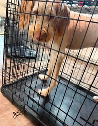 SPONSOR OR FOSTER ME - Bruce - Photo 4