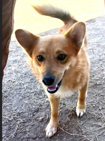 DANDY - ADOPTION IN PROCESS