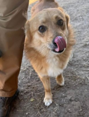 DANDY - ADOPTION IN PROCESS - Corgi available for adoption