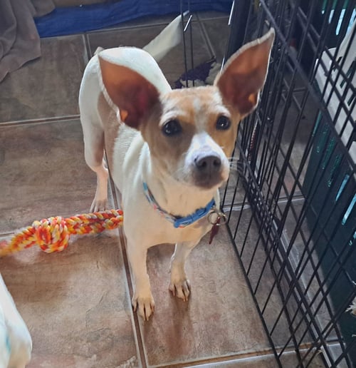 MAMA PEACHES - Chihuahua for adoption in Milwaukee