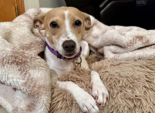 MAMA PEACHES - ADOPTION IN PROCESS